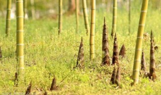 女人梦见竹笋是什么意思（女人梦见竹笋是什么意思预兆）