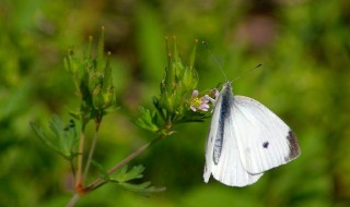 菜青虫会变成蝴蝶吗（菜青虫会变成蝴蝶吗为什么）