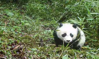 野生大熊猫分布在哪个省份 目前野生大熊猫仅分布在我国的什么地方