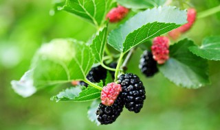 喂蚕的桑叶干了怎么办 桑叶要擦干喂蚕吗