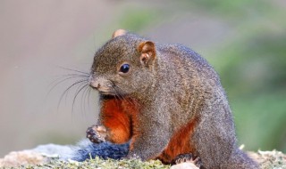 红腹松鼠寿命 红腹松鼠寿命有多长
