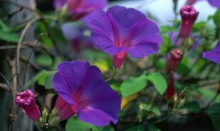 矮牛怎么掐顶 矮牵牛多大的时候就要打顶啦