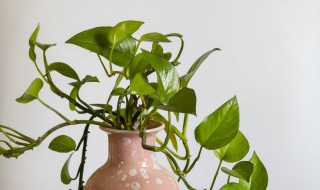 绿箩吸附甲醛真的有用吗(绿箩吸附甲醛真的有用吗百度)