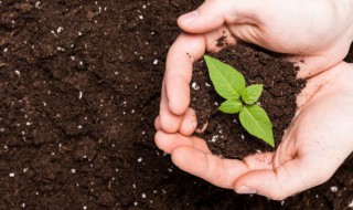 高产扁豆的播种时间 扁豆几月份播种最适合