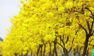 黄花风铃木怎么养（黄花风铃木怎么养殖）