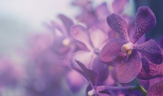 蝴蝶兰花谢后该怎么处理（蝴蝶兰花谢后该怎么处理好）