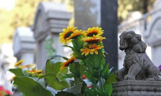 向日葵水养放多少水 水养向日葵要放多少水