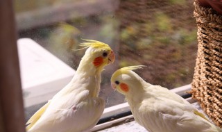 玄凤鹦鹉寿命（玄凤鹦鹉寿命最长可以活多少年）