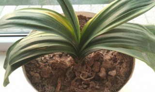 君子兰有哪些品种（君子兰有哪些品种图解）