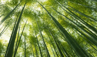 观音棕竹和棕竹的区别 观音棕竹和棕竹的区别图