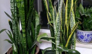 家里为什么不能养虎皮兰 家里因为什么不能养虎皮兰