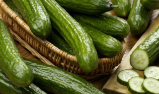 黄瓜结瓜期的管理要点（水果黄瓜结瓜期的管理）