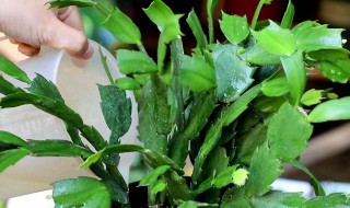 蟹爪兰叶片能喷水吗（蟹爪兰叶片能喷水吗怎么浇水）