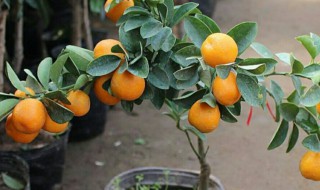 蜜桔怎么养 蜜桔怎么种