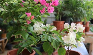 盆栽三角梅怎么养 盆栽三角梅怎么养护