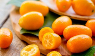 盆栽金桔挂果后如何养 挂果的金桔怎么养