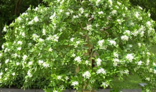 九里香为什么不吉利 九里香为什么不吉利肝硬化