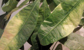 发财树立春后叶子发黄怎么办 发财树春天黄叶怎么办