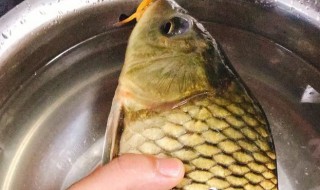 黄肉鲤鱼是什么品种（黄肉鲤鱼是什么品种的鱼）