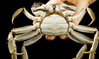 毛蟹与大闸蟹的区别（毛蟹与大闸蟹的区别在哪里）