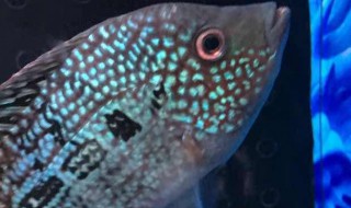 罗汉鱼品种分类 罗汉鱼品种分类图