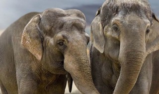 大象如何沟通（大象是怎么沟通的）