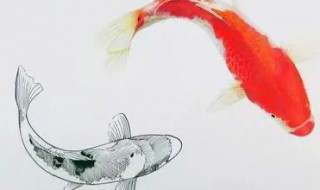 锦鲤品种 锦鲤品种排名