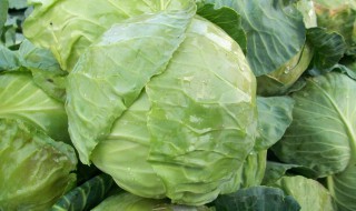 卷心菜是从里往外长吗（卷心菜是怎么长的）