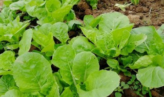 青菜出苗后如何管理 青菜出苗后如何管理视频