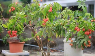 盆栽荔枝树怎么养 盆栽荔枝树怎么养护