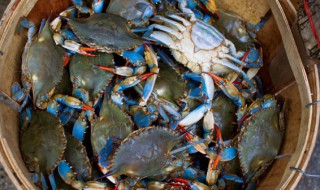 梭子蟹买回家就死了 梭子蟹早上买的下午死了