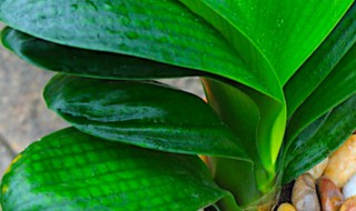 君子兰叶心发黑怎么办(君子兰叶心发黑怎么办视频)