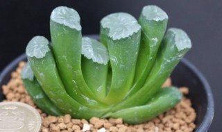 多肉玉扇怎么养（多肉玉扇怎么养才有根）