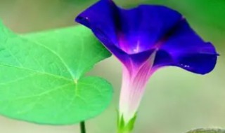 牵牛花几点开放几点合拢 牵牛花几点开放几点合拢作文