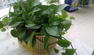 大叶绿萝冬天怎么养(大叶绿萝冬天怎么养殖)