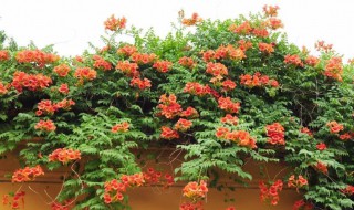 凌霄花生长需要什么条件 凌霄花种植条件