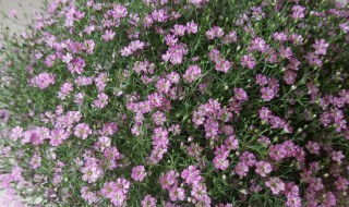 满天星怎么养（满天星怎么养才不会枯萎）