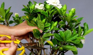 栀子花怎么养才能更旺盛（栀子花怎么养才能更旺盛视频）