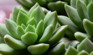 立秋后多肉植物怎么养（入秋后多肉植物怎么养）