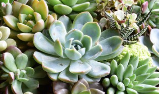 盆栽多肉樱水晶怎么养(多肉樱水晶可以水培吗)