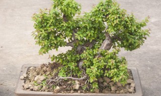 菩提树怎么养才长得好（菩提树怎么养才长得好高）