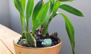 文心兰能用纯树皮养吗 文心兰能用纯树皮养吗视频