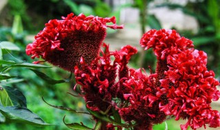 鸡冠花有毒吗 鸡冠花有毒吗,可以放在室内吗