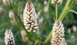 甘草种植方法 甘草种植方法和条件