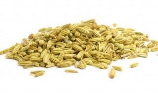 秋茬茴香的种植方法介绍 秋茬茴香的种植方法介绍视频