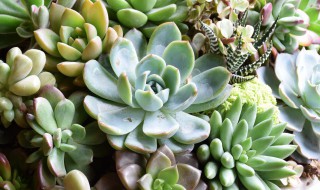 多肉桃蛋烂根怎么办（桃蛋烂根怎么处理）