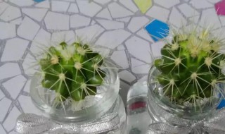 切了一半的仙人球还能活吗 仙人球被切了还能活吗