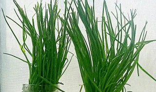 淘米水可以浇小葱吗 淘米水可以浇香葱吗
