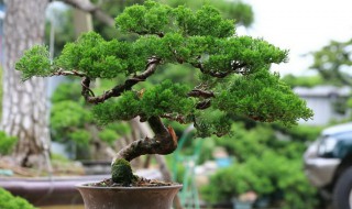 真柏叶子发黄发干不绿是什么原因 真柏叶子发灰不绿