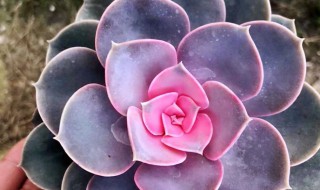 红心莲多肉致癌吗（多肉红心莲有毒吗）